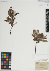 Foto von Salix lapponum L.